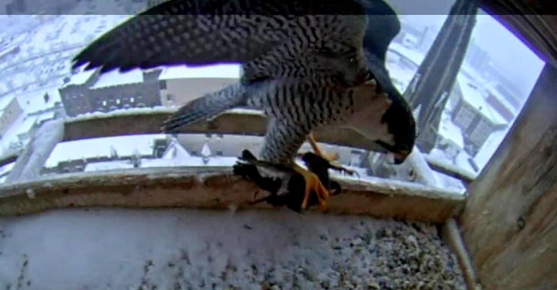 Ares comes to the box with prey - where and how he got it in this weather is anyone's guess
