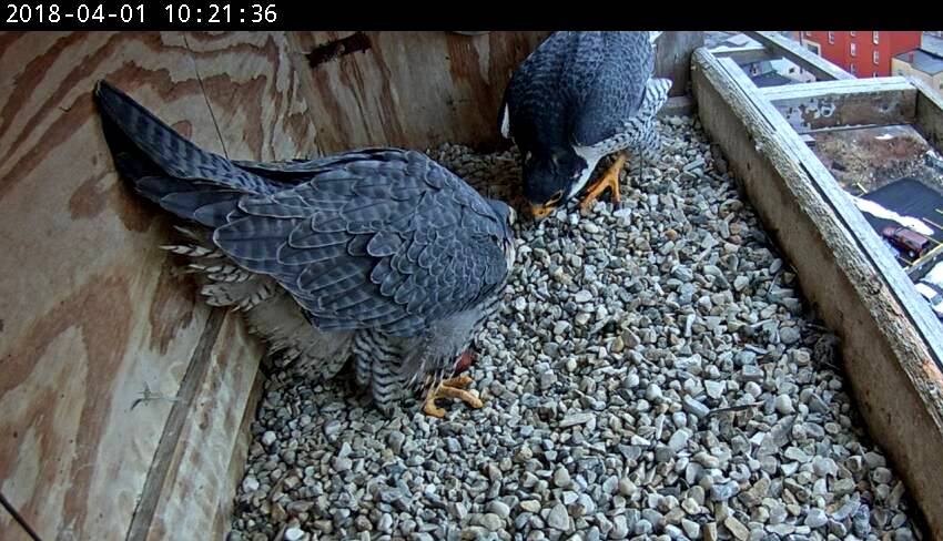 Ares get to see the egg for the first time