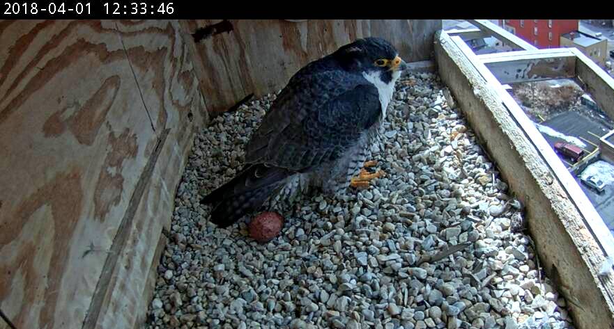 Ares guarding the egg