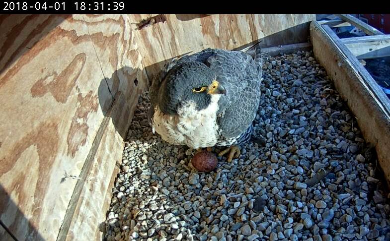 Astrid benefits from the sun hitting the box in the afternoon