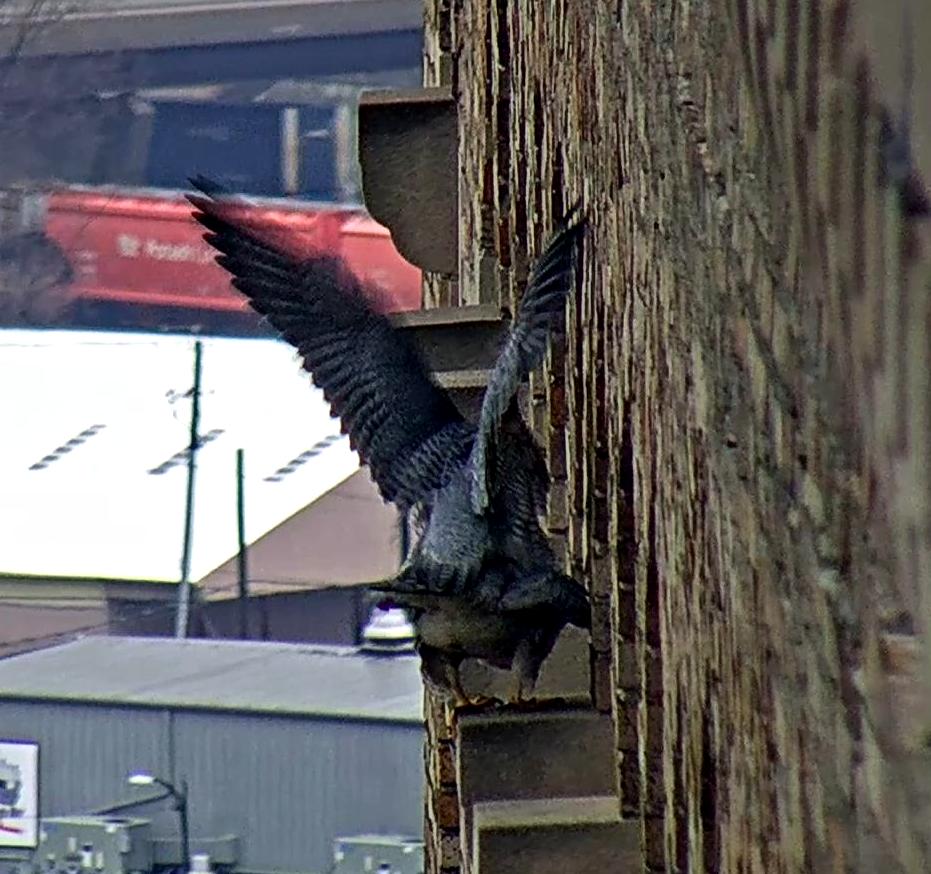 Mating on the pillar west of the nest