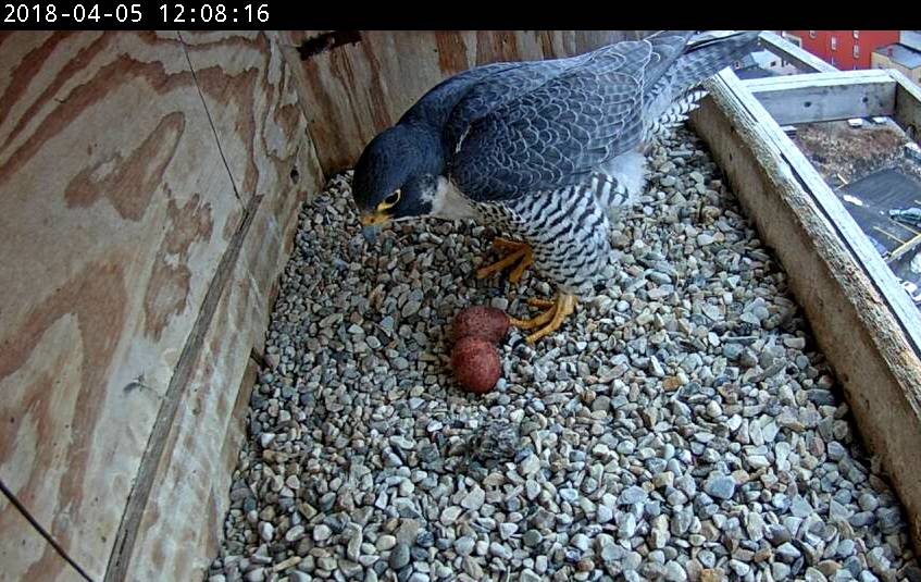 Astrid coming onto the two eggs and what appears to be a regurgitated pellet