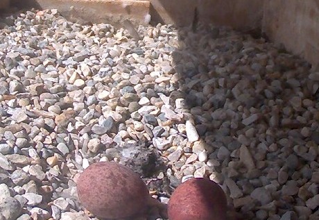 Close up on the eggs - and that pellet again