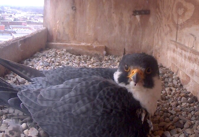 Ares looking surprised while incubating
