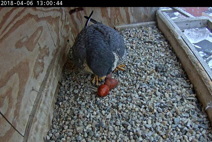Astrid looks at the 3rd egg right after laying it
