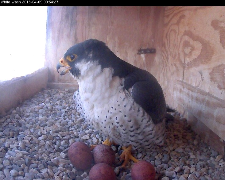 Ares with four eggs on the nest scrape
