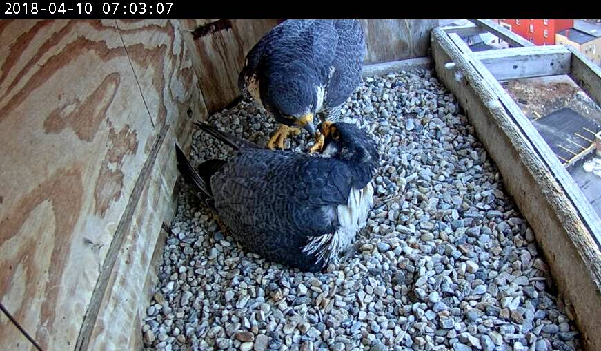 She tries to convince him to get off the eggs