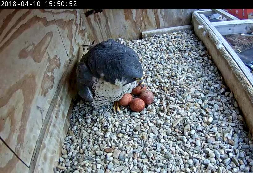 Astrid gets back on the eggs