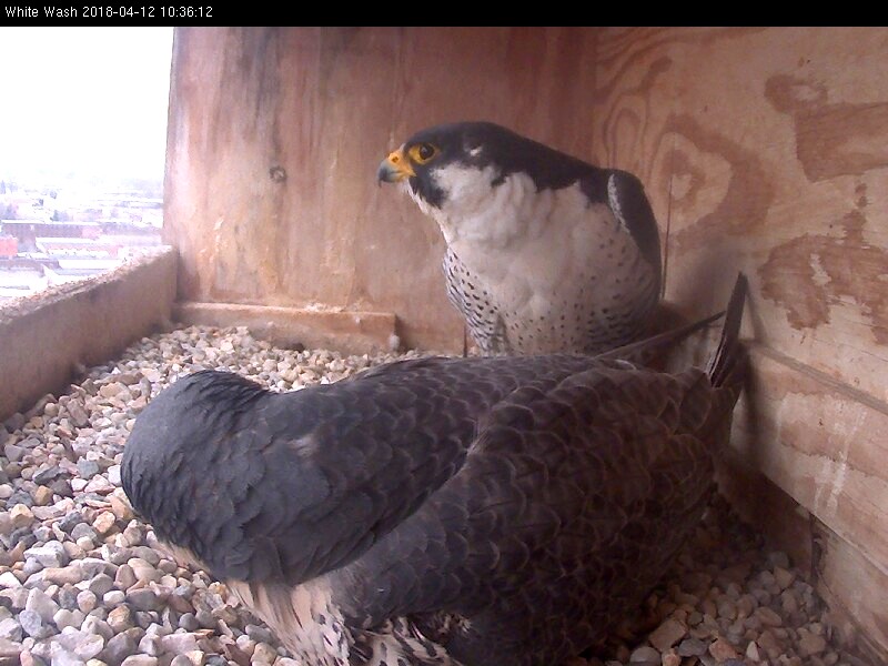 Ares come in to take over incubation