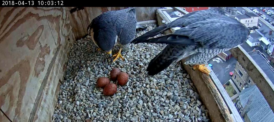 After another quick switch at the box, Astrid takes over on the eggs