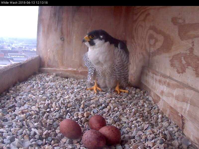 Ares comes into the box to take over incubating