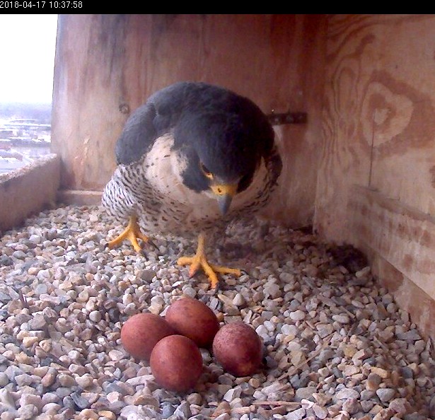 Astrid coming on to the eggs