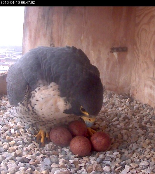 Astrid moving  of the eggs