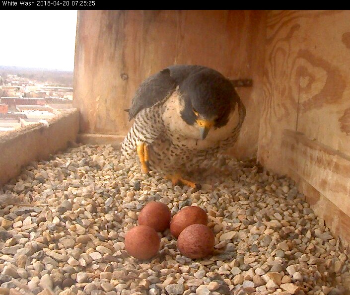 Astrid coming onto the eggs