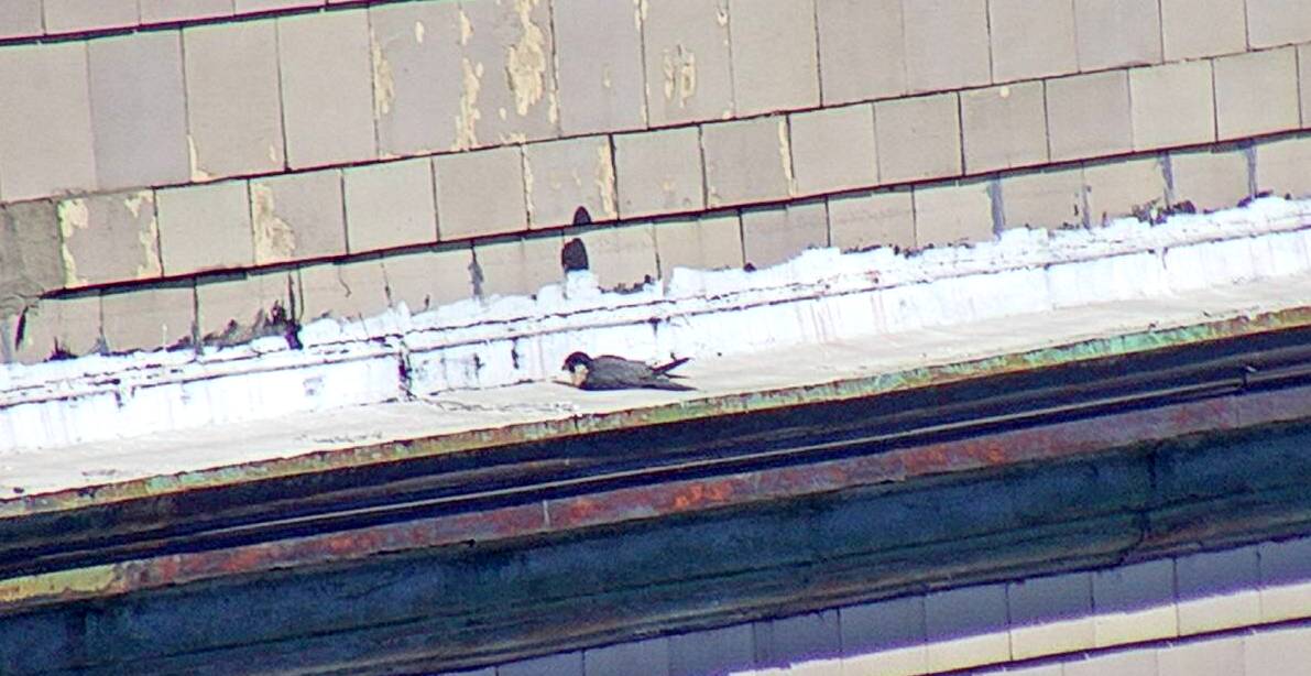 Astrid sunning herself on the hotel ledge