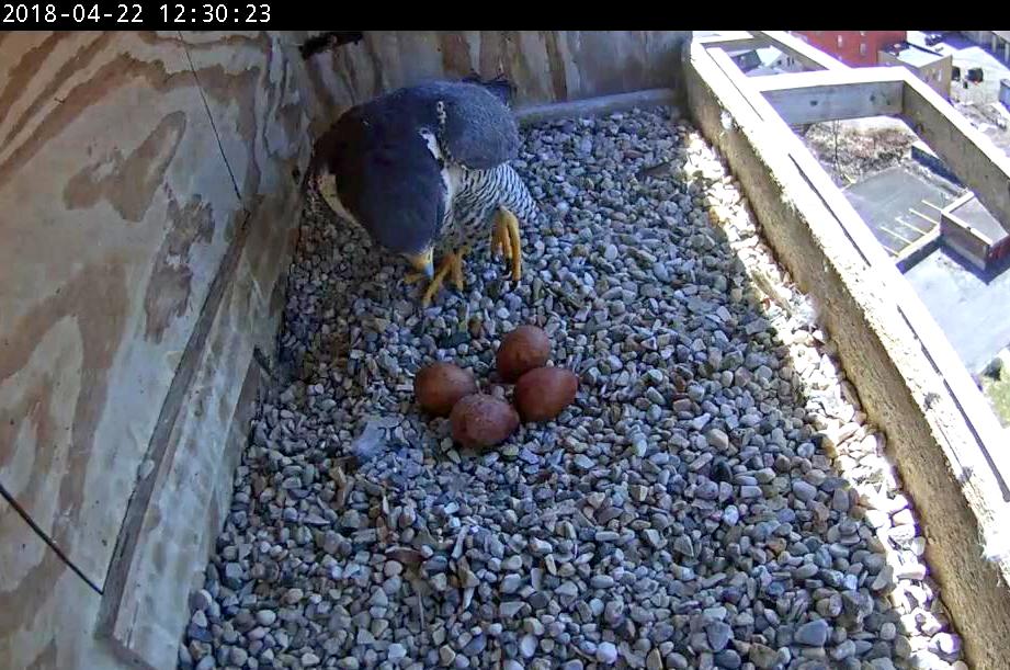 Astrid comes back onto the eggs