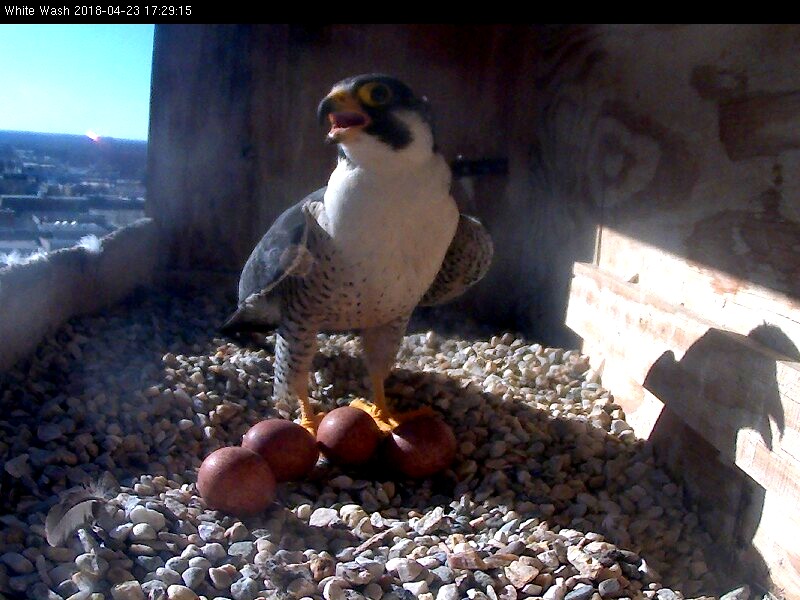 Ares shading the eggs - note his shadow on the back of the box