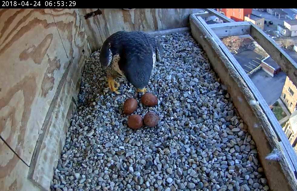 Astrid climbs onto the eggs