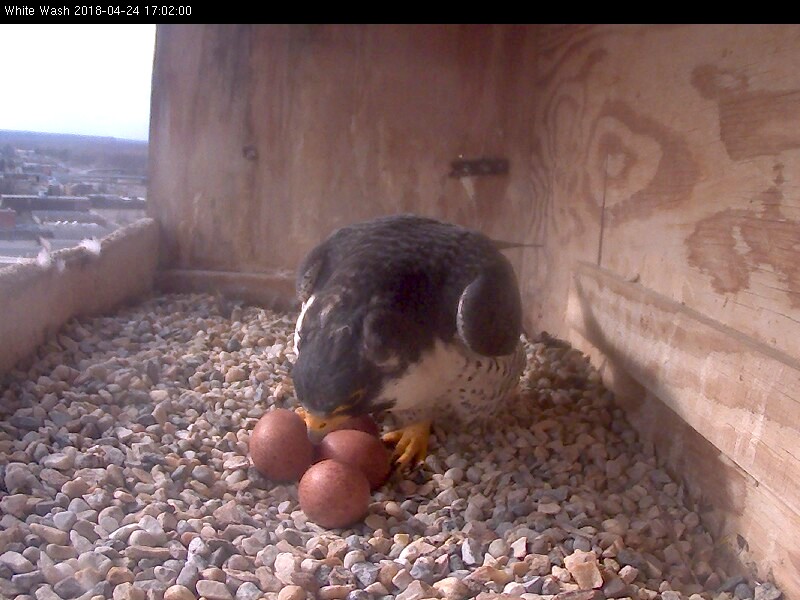 Ares coming onto the eggs