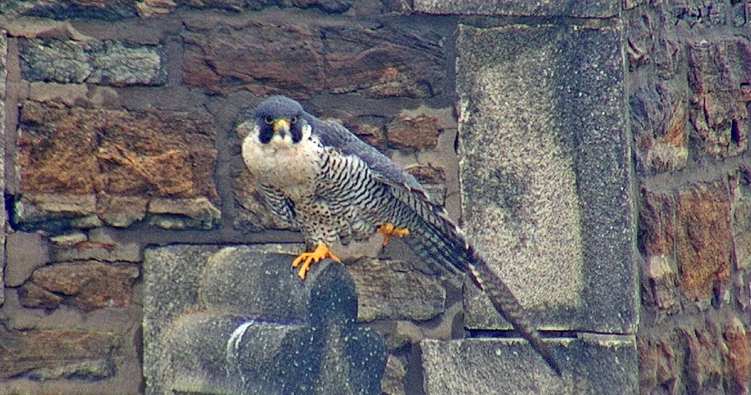 Astrid stretches her wing