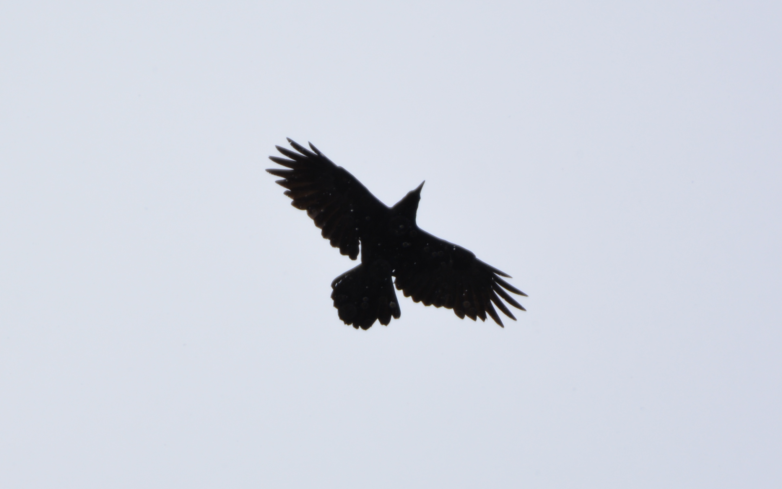 Two Ravens fly through the canyon