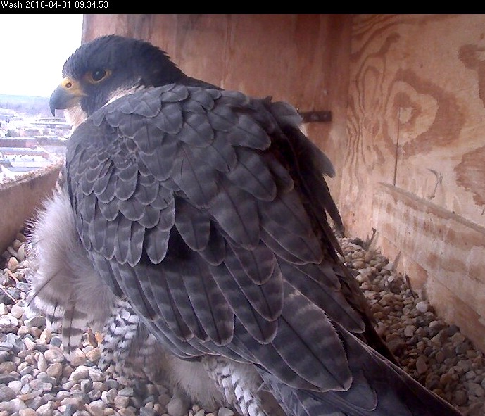 Astrid in the box shortly before she laid her egg