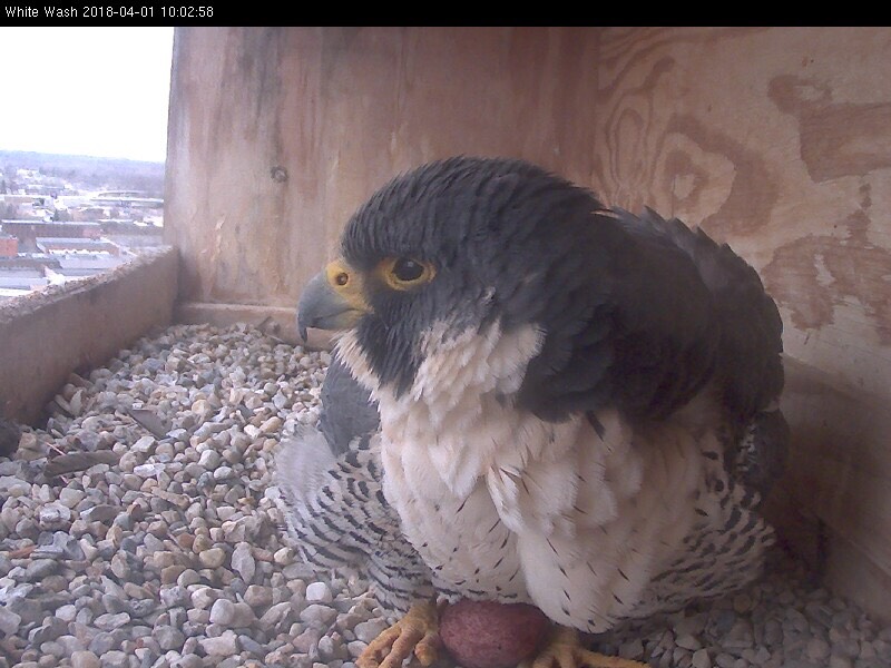 First Egg laid at approximately 9:57 AM, April 1, 2018