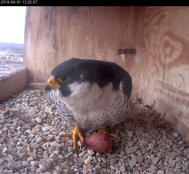 Ares gets his first chance to sit with the new egg