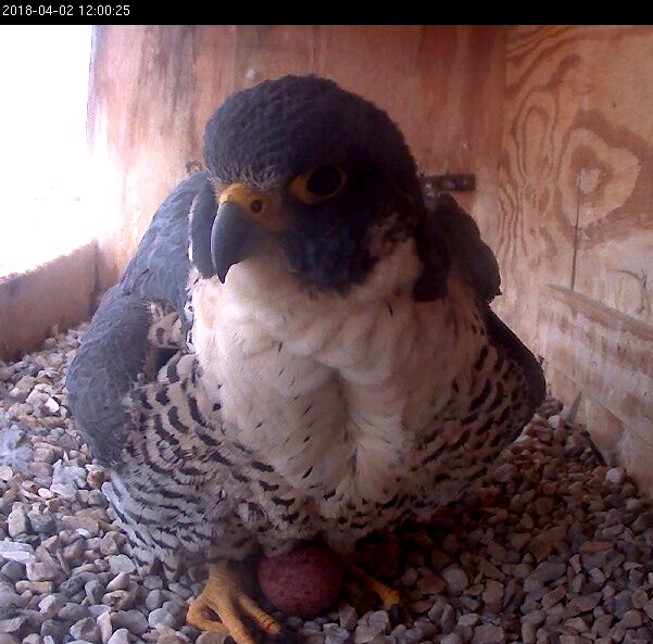 Astrid takes a turn with the egg