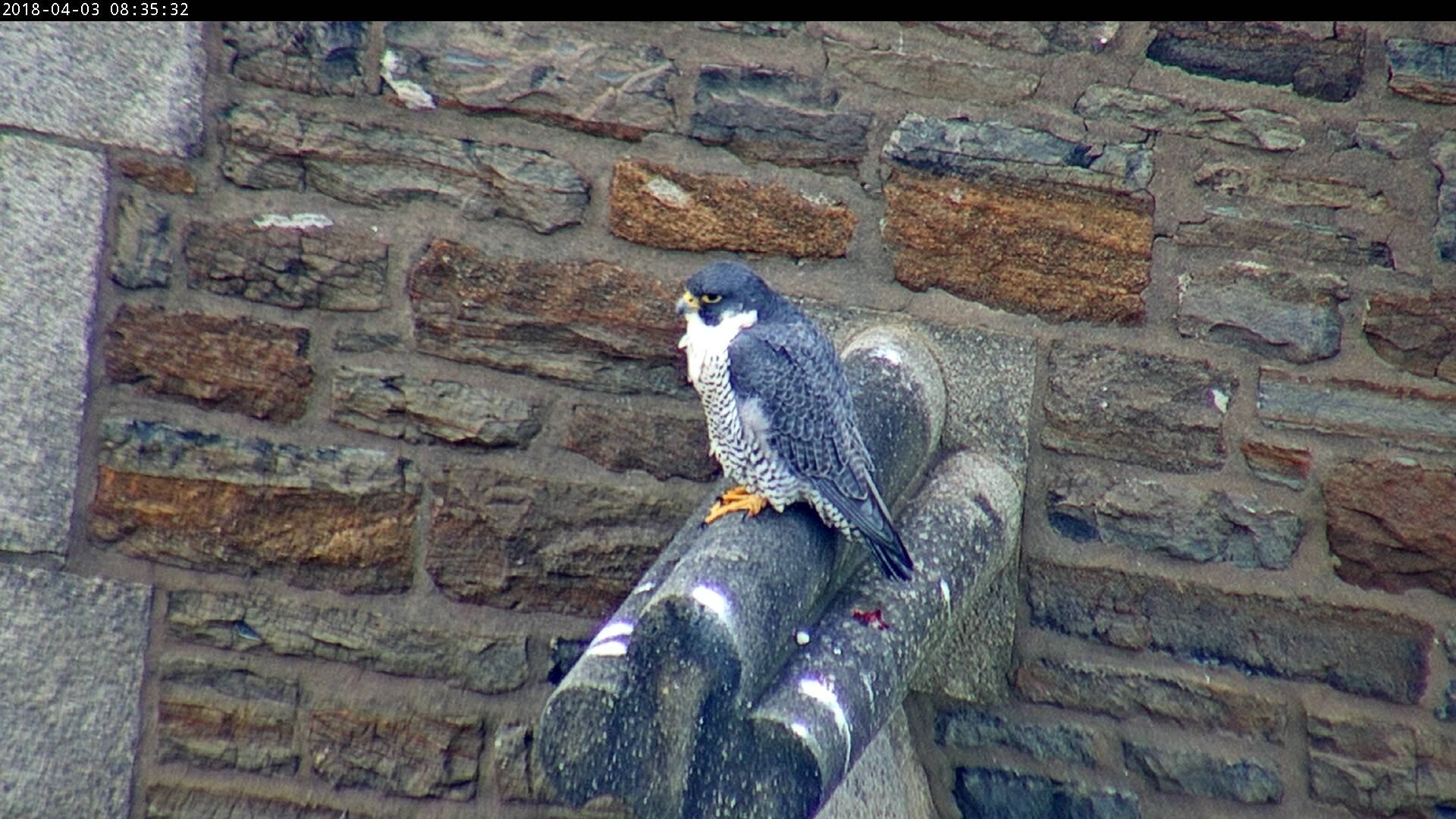 Astrid on the steeple