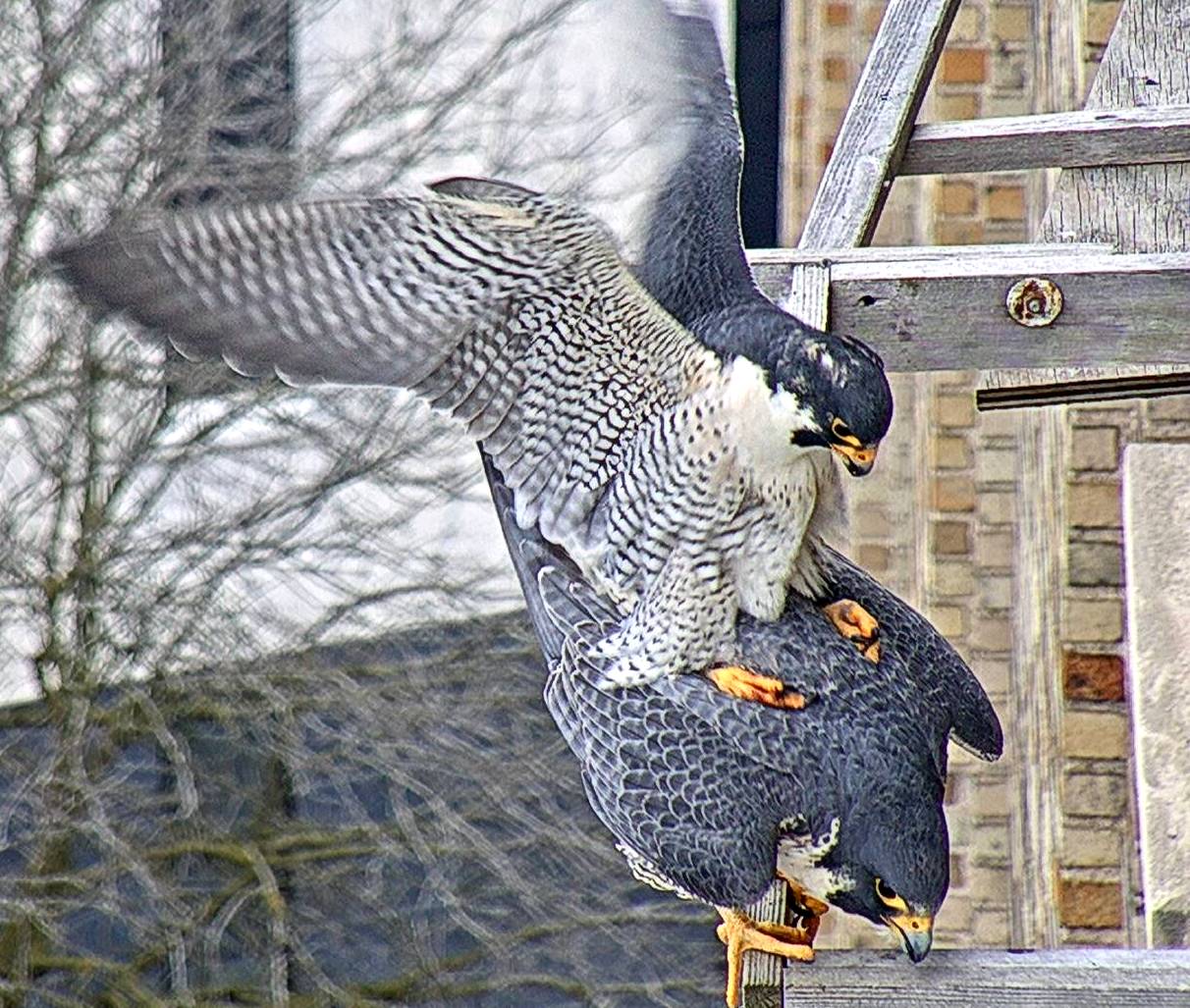 mating on the crossperch