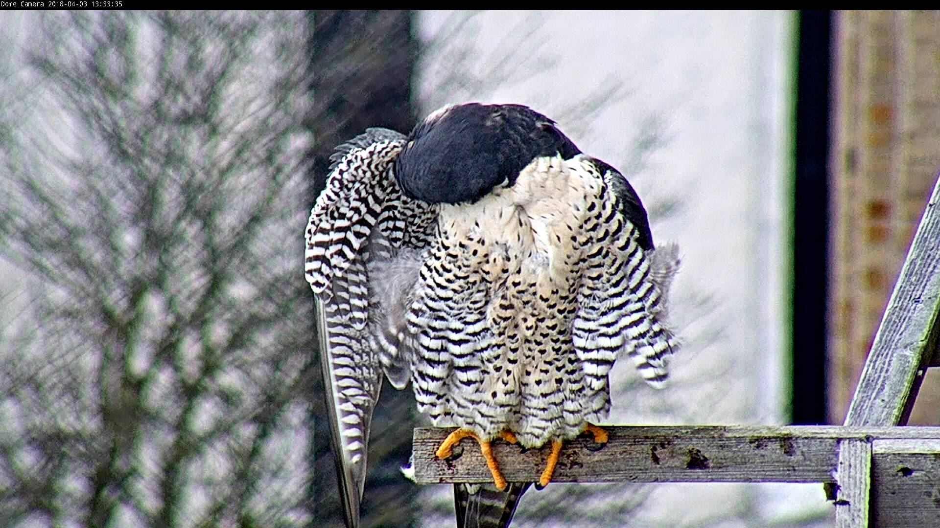 Astrid preens out on the cross perch