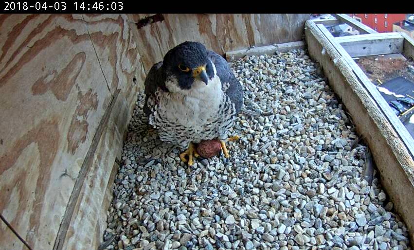 Astrid in the box guarding egg 1