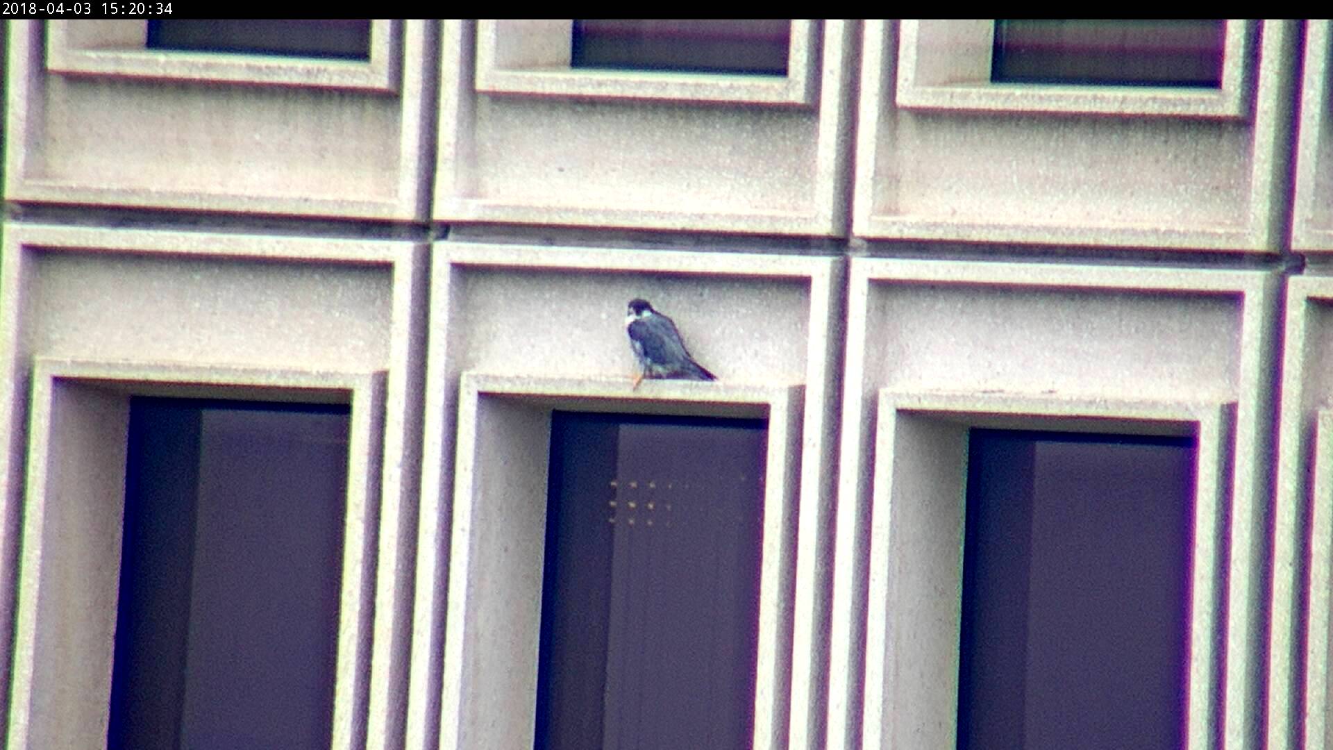 Astrid takes a relatively low perch on the State Building.