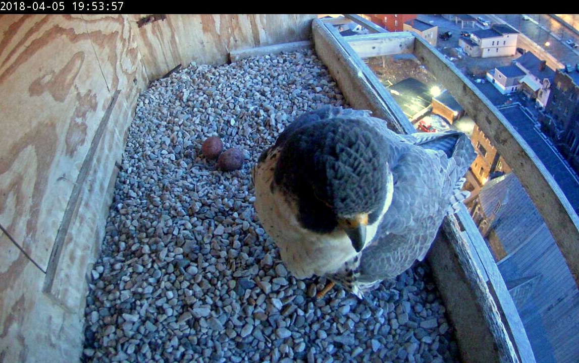 Astrid back in the box and recommitting herself to incubation