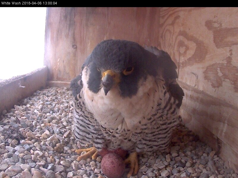 Astrid, right before laying egg 3