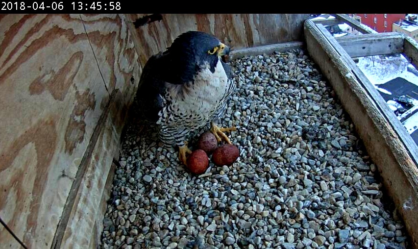 Three eggs to brood now
