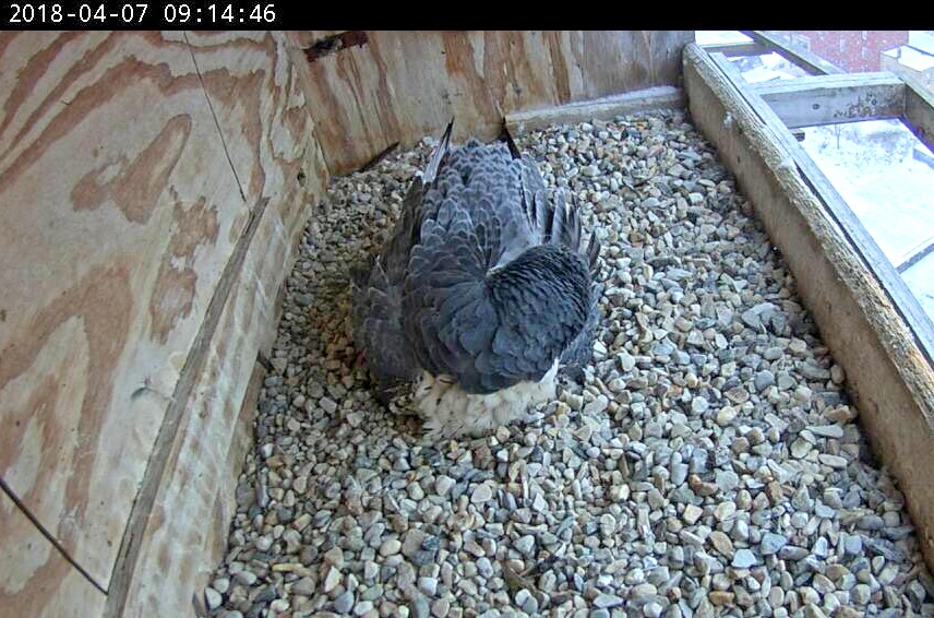 Astrid getting some rest while incubating
