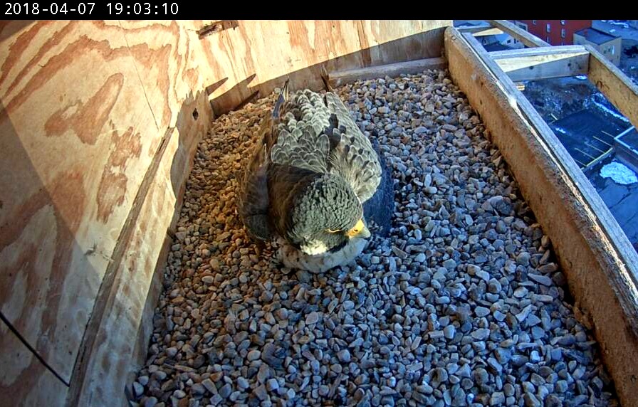 Astrid on the nest