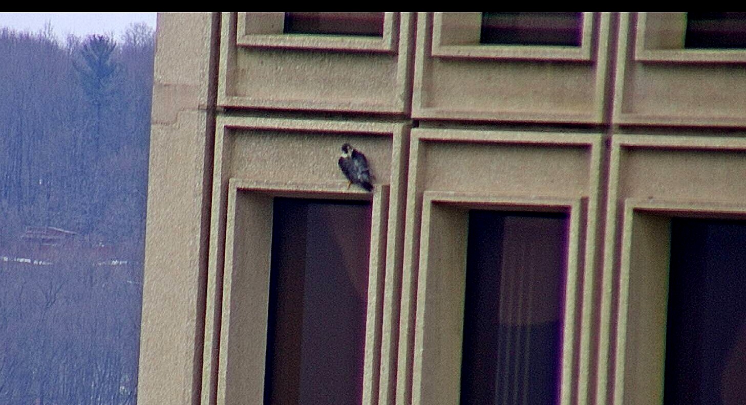Astrid perched on the State Building
