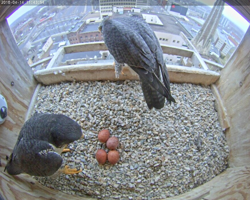 Switching at the nest box