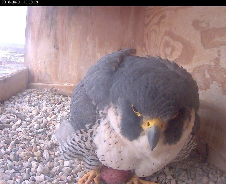 Astrid laid the first egg of the season at 9:55 AM on April 1st 