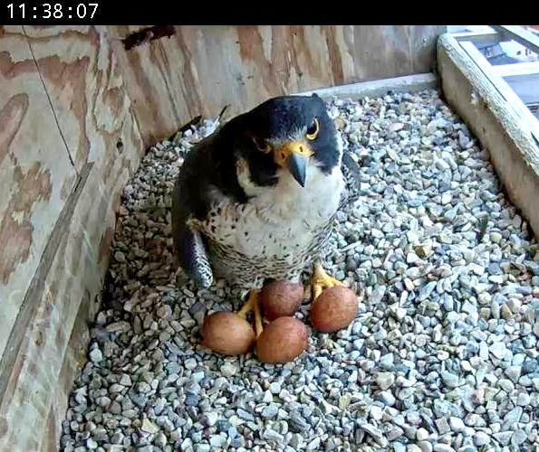 Checking for pipped eggs