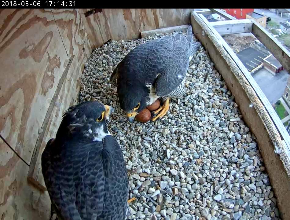 Astrid refusing to leave the eggs