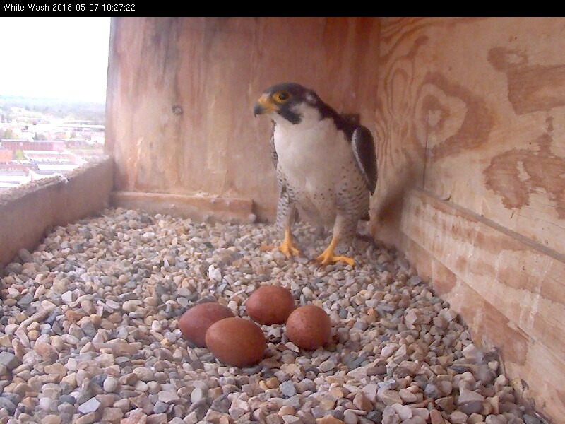 Ares stands ready to cover the eggs - no pips in sight