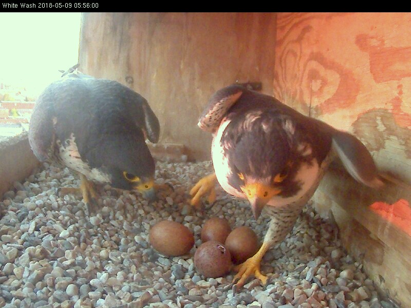 The pip in egg # 1 was quite a bit bigger this morning