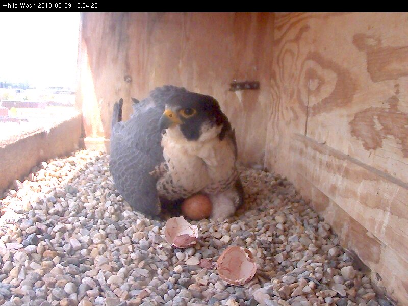 Astrid broods the first hatchling