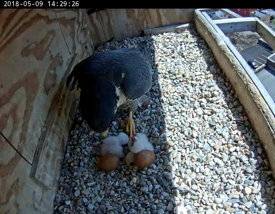 Astrid feeding the hatchlings