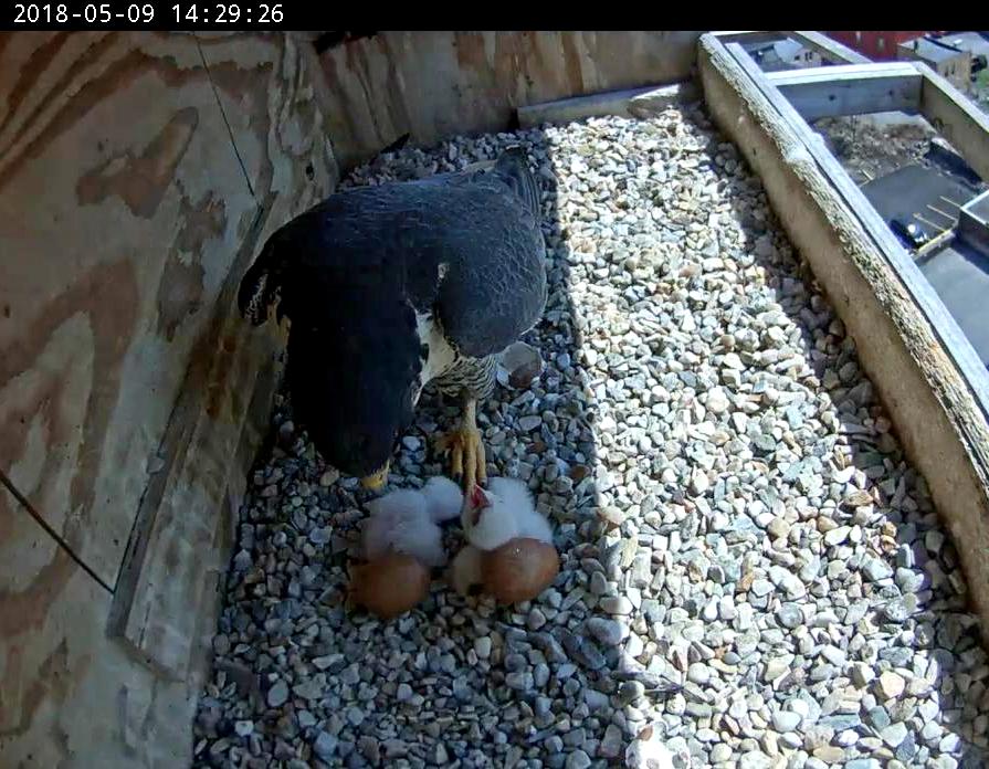 Astrid feeding the hatchlings