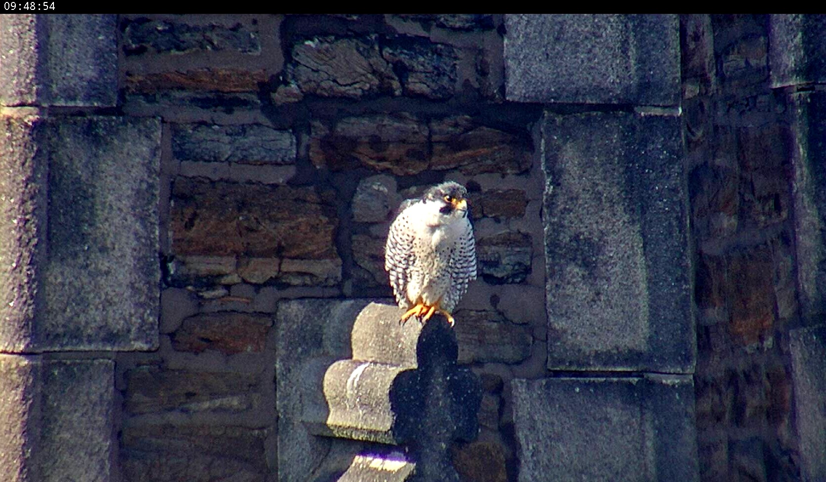 Ares on the steeple